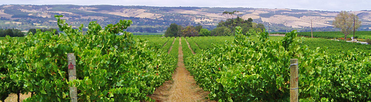 vineyard
